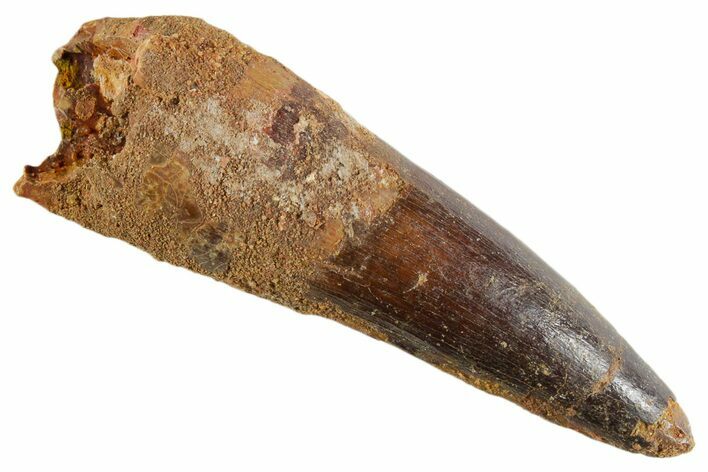 Bargain, Fossil Spinosaurus Tooth - Real Dinosaur Tooth #347159